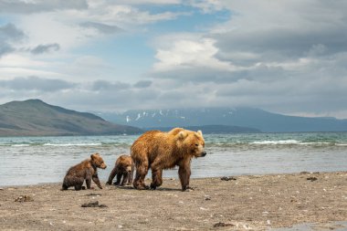 Topraklara hükmeden Kamçatka 'nın kahverengi ayıları (Ursus arctos beringianus)