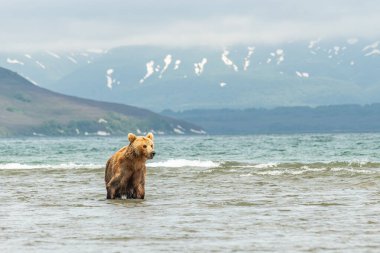 Topraklara hükmeden Kamçatka 'nın kahverengi ayıları (Ursus arctos beringianus)