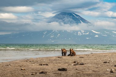 Topraklara hükmeden Kamçatka 'nın kahverengi ayıları (Ursus arctos beringianus)