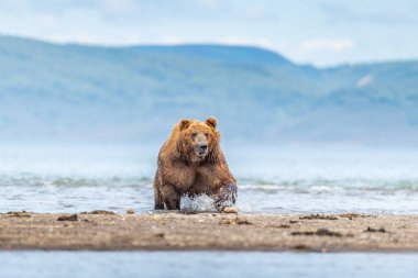 Topraklara hükmeden Kamçatka 'nın kahverengi ayıları (Ursus arctos beringianus)
