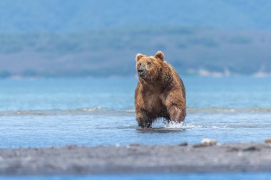 Topraklara hükmeden Kamçatka 'nın kahverengi ayıları (Ursus arctos beringianus)