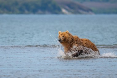 Topraklara hükmeden Kamçatka 'nın kahverengi ayıları (Ursus arctos beringianus)