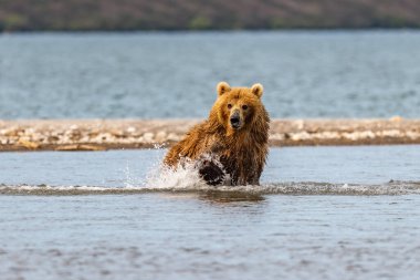 Topraklara hükmeden Kamçatka 'nın kahverengi ayıları (Ursus arctos beringianus)