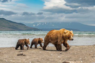 Topraklara hükmeden Kamçatka 'nın kahverengi ayıları (Ursus arctos beringianus)