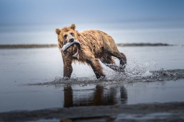 Topraklara hükmeden Kamçatka 'nın kahverengi ayıları (Ursus arctos beringianus)