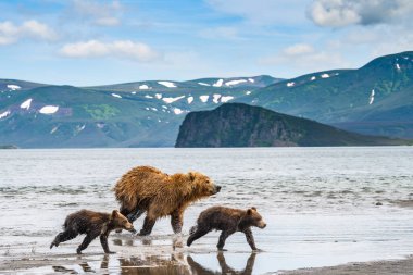 Topraklara hükmeden Kamçatka 'nın kahverengi ayıları (Ursus arctos beringianus)