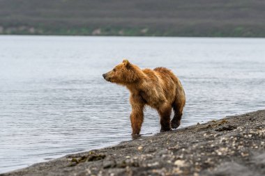 Topraklara hükmeden Kamçatka 'nın kahverengi ayıları (Ursus arctos beringianus)