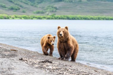 Topraklara hükmeden Kamçatka 'nın kahverengi ayıları (Ursus arctos beringianus)