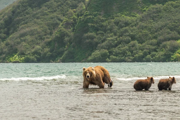 Réglant Paysage Les Ours Bruns Kamchatka Ursus Arctos Beringianus — Photo