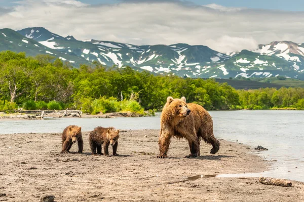 堪察加半岛的棕熊 Ursus Arctos Berπanus 统治着整个风景 — 图库照片