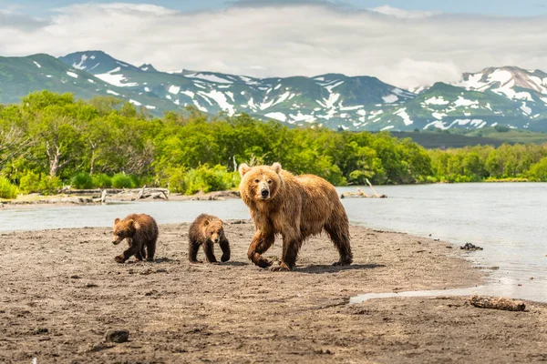 Gobernando Paisaje Osos Pardos Kamchatka Ursus Arctos Beringianus —  Fotos de Stock