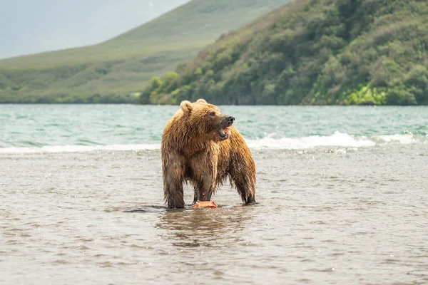 Governare Paesaggio Orsi Bruni Kamchatka Ursus Arctos Beringianus — Foto Stock