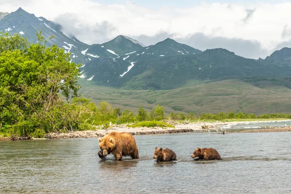 Gobernando Paisaje Osos Pardos Kamchatka Ursus Arctos Beringianus —  Fotos de Stock