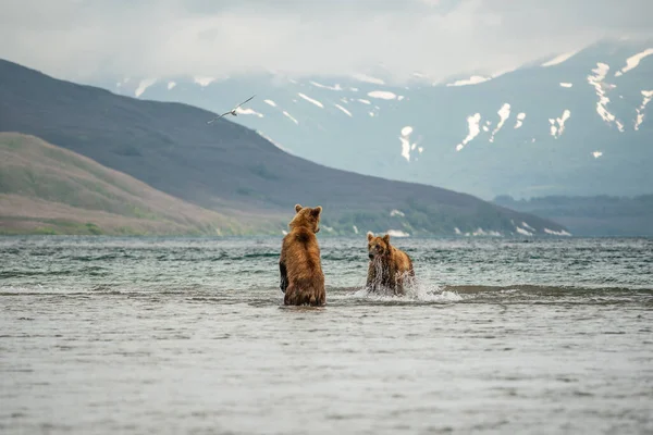 Gobernando Paisaje Osos Pardos Kamchatka Ursus Arctos Beringianus —  Fotos de Stock