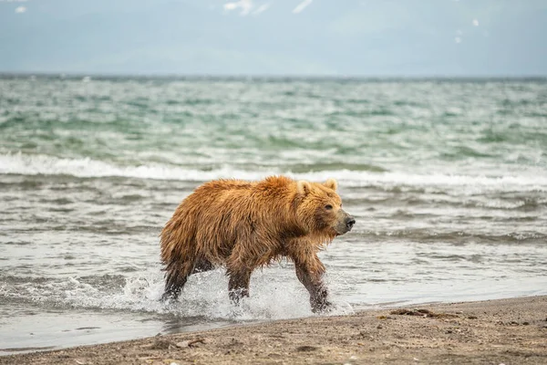 堪察加半岛的棕熊 Ursus Arctos Berπanus 统治着整个风景 — 图库照片