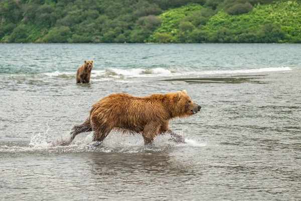 Vládnoucí Krajině Medvědi Hnědí Kamčatka Ursus Arctos Beringianus — Stock fotografie