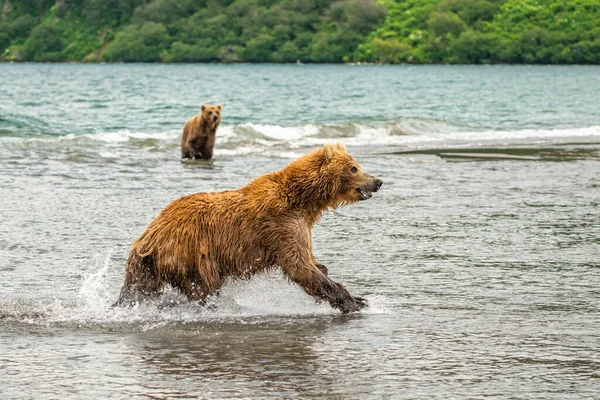 Härska Över Landskapet Bruna Björnar Kamchatka Ursus Arctos Beringianus — Stockfoto