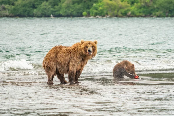 堪察加半岛的棕熊 Ursus Arctos Berπanus 统治着整个风景 — 图库照片