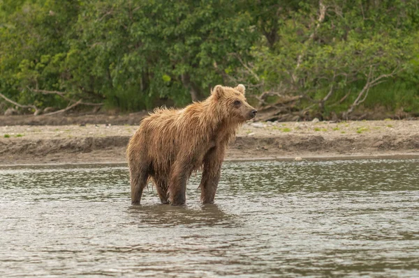 Gobernando Paisaje Osos Pardos Kamchatka Ursus Arctos Beringianus —  Fotos de Stock