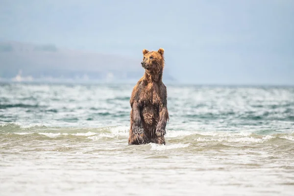 Die Braunbären Von Kamtschatka Ursus Arctos Beringianus Beherrschen Die Landschaft — Stockfoto