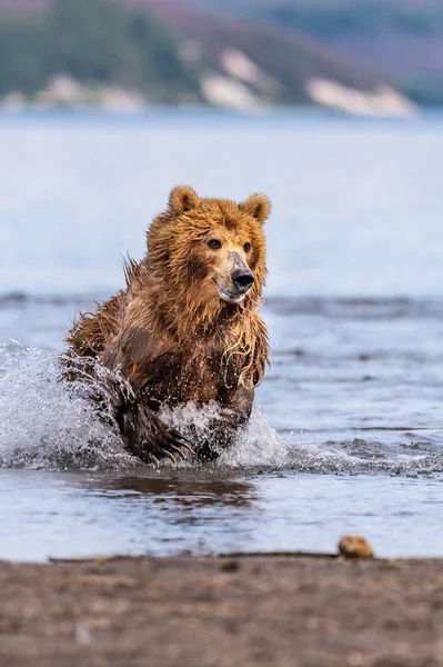 堪察加半岛的棕熊 Ursus Arctos Berπanus 统治着整个风景 — 图库照片