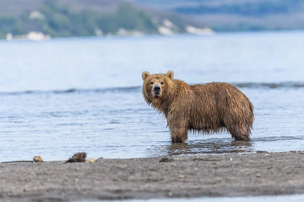 Die Braunbären Von Kamtschatka Ursus Arctos Beringianus Beherrschen Die Landschaft — Stockfoto