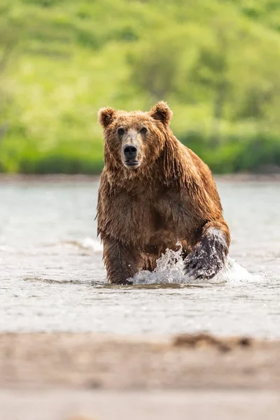 Gobernando Paisaje Osos Pardos Kamchatka Ursus Arctos Beringianus —  Fotos de Stock