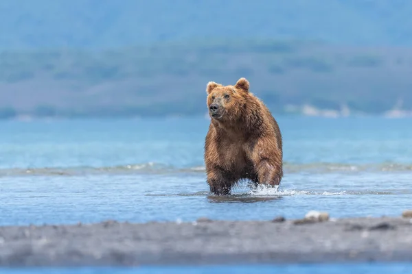 Governando Paisagem Ursos Pardos Kamchatka Ursus Arctos Beringianus — Fotografia de Stock