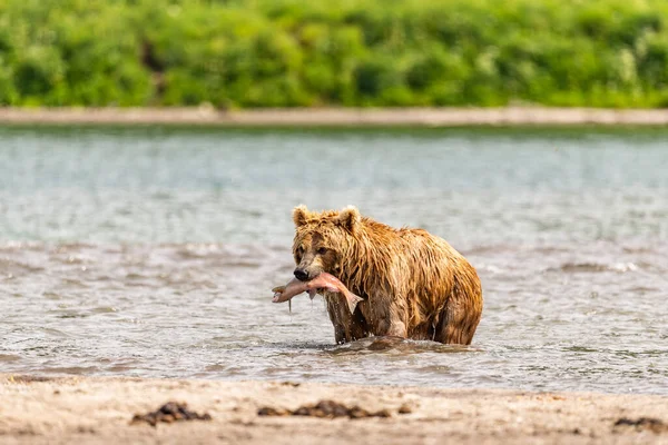 Memerintah Lanskap Beruang Coklat Kamchatka Ursus Arctos Beringianus — Stok Foto