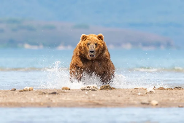 堪察加半岛的棕熊 Ursus Arctos Berπanus 统治着整个风景 — 图库照片