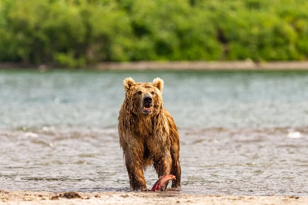 Härska Över Landskapet Bruna Björnar Kamchatka Ursus Arctos Beringianus — Stockfoto