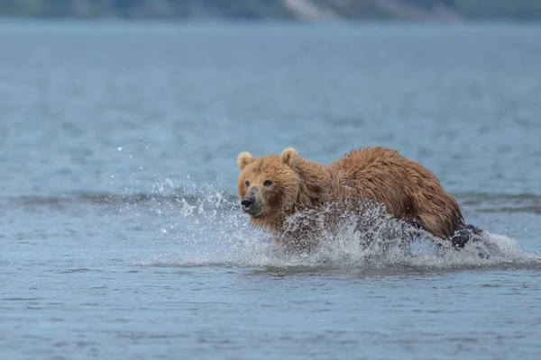 堪察加半岛的棕熊 Ursus Arctos Berπanus 统治着整个风景 — 图库照片