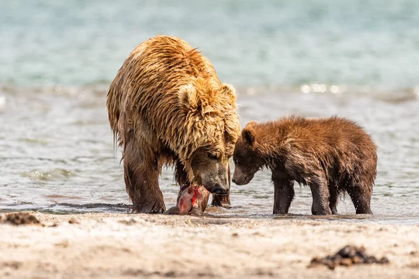 堪察加半岛的棕熊 Ursus Arctos Berπanus 统治着整个风景 — 图库照片