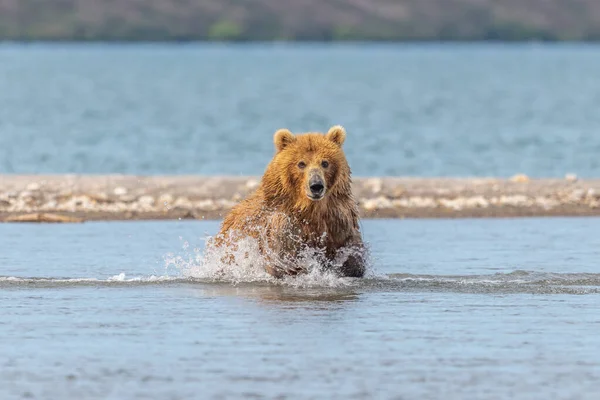 堪察加半岛的棕熊 Ursus Arctos Berπanus 统治着整个风景 — 图库照片