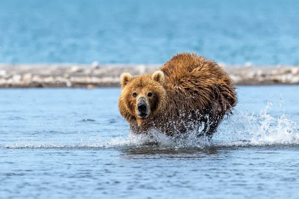 Просуваючись Ландшафту Бурі Ведмеді Камчатки Ursus Arctos Beringianus — стокове фото