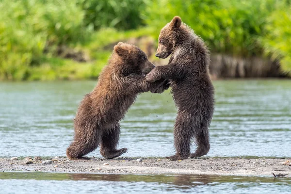 Governando Paisagem Ursos Pardos Kamchatka Ursus Arctos Beringianus — Fotografia de Stock