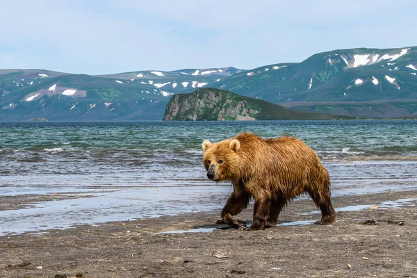 Die Braunbären Von Kamtschatka Ursus Arctos Beringianus Beherrschen Die Landschaft — Stockfoto