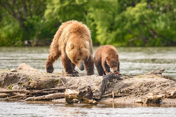 堪察加半岛的棕熊 Ursus Arctos Berπanus 统治着整个风景 — 图库照片