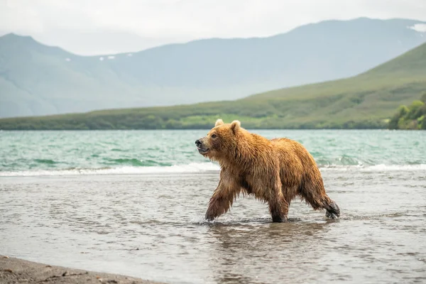 Governare Paesaggio Orsi Bruni Kamchatka Ursus Arctos Beringianus — Foto Stock