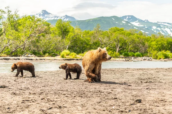 Gobernando Paisaje Osos Pardos Kamchatka Ursus Arctos Beringianus —  Fotos de Stock