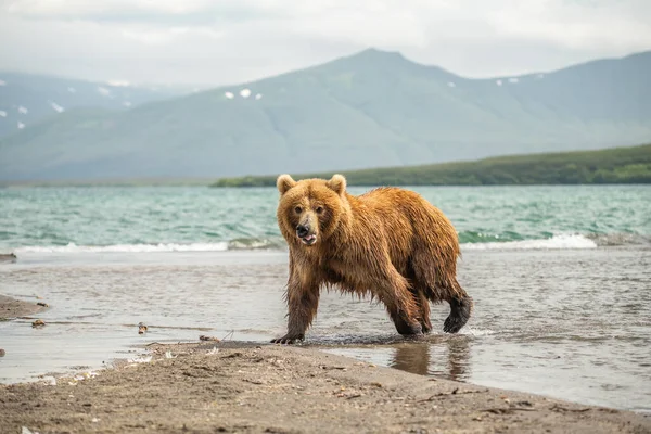 堪察加半岛的棕熊 Ursus Arctos Berπanus 统治着整个风景 — 图库照片