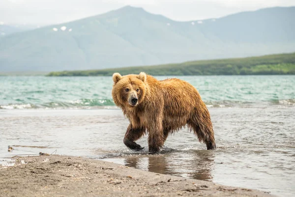 Gobernando Paisaje Osos Pardos Kamchatka Ursus Arctos Beringianus — Foto de Stock