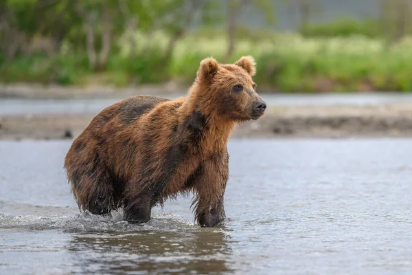 Governando Paisagem Ursos Pardos Kamchatka Ursus Arctos Beringianus — Fotografia de Stock