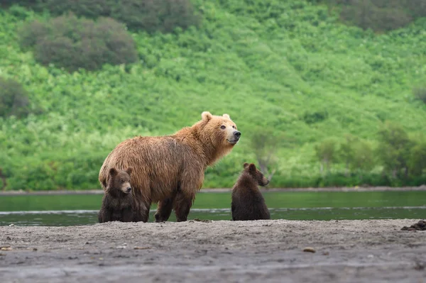 堪察加半岛的棕熊 Ursus Arctos Berπanus 统治着整个风景 — 图库照片