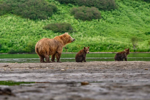 堪察加半岛的棕熊 Ursus Arctos Berπanus 统治着整个风景 — 图库照片