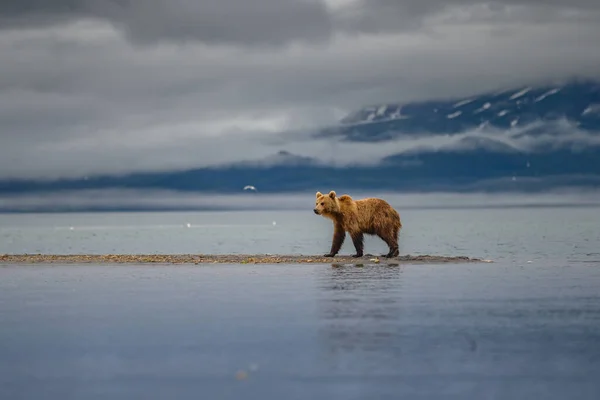 Vládnoucí Krajině Medvědi Hnědí Kamčatka Ursus Arctos Beringianus — Stock fotografie