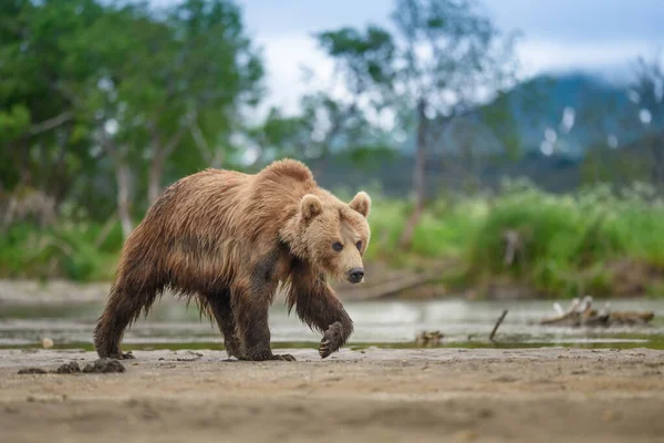 堪察加半岛的棕熊 Ursus Arctos Berπanus 统治着整个风景 — 图库照片