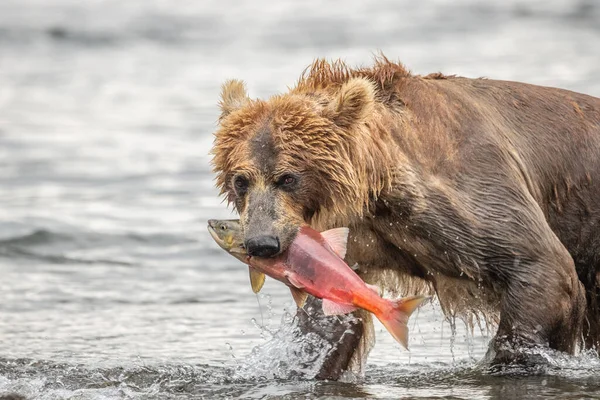 堪察加半岛的棕熊 Ursus Arctos Berπanus 统治着整个风景 — 图库照片