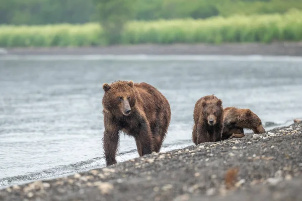 Просуваючись Ландшафту Бурі Ведмеді Камчатки Ursus Arctos Beringianus — стокове фото