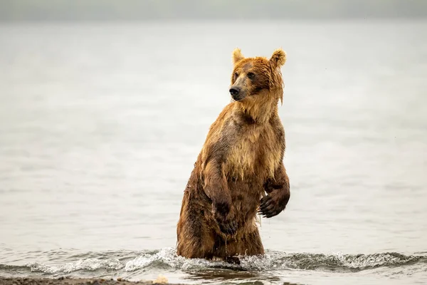 Gobernando Paisaje Osos Pardos Kamchatka Ursus Arctos Beringianus — Foto de Stock